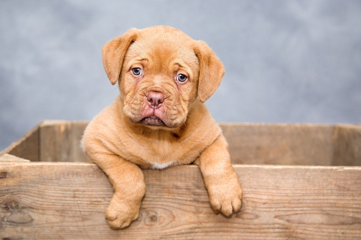 Pet de leão: o signo do seu animalzinh