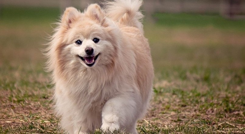 Saiba quais s&atilde;o as ra&ccedil;as de cachorros mais tranquilas e calmas