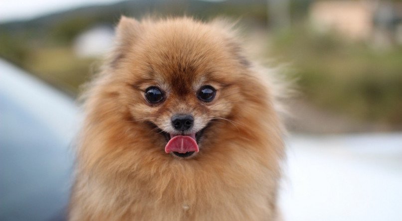 Veja raças de cães pequenos e peludos