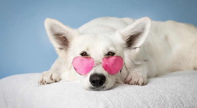 Conheça formas eficientes de manter os pelos brancos do seu pet sempre lindo e brilante