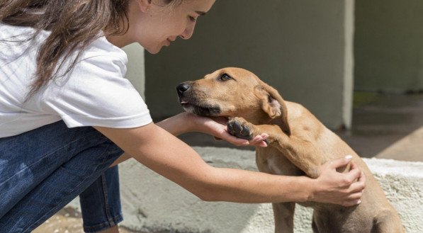 CACHORRO; DOG; CÃES; CÃO; PET
