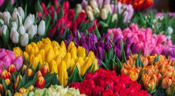 flores; plantas; vegetais; decoração; jardim;