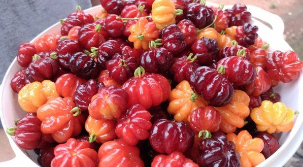 RECEITA PARA BAIXAR GLICOSE: Veja como fazer SUCO DE PITANGA para baixar níveis de açúcar no sangue