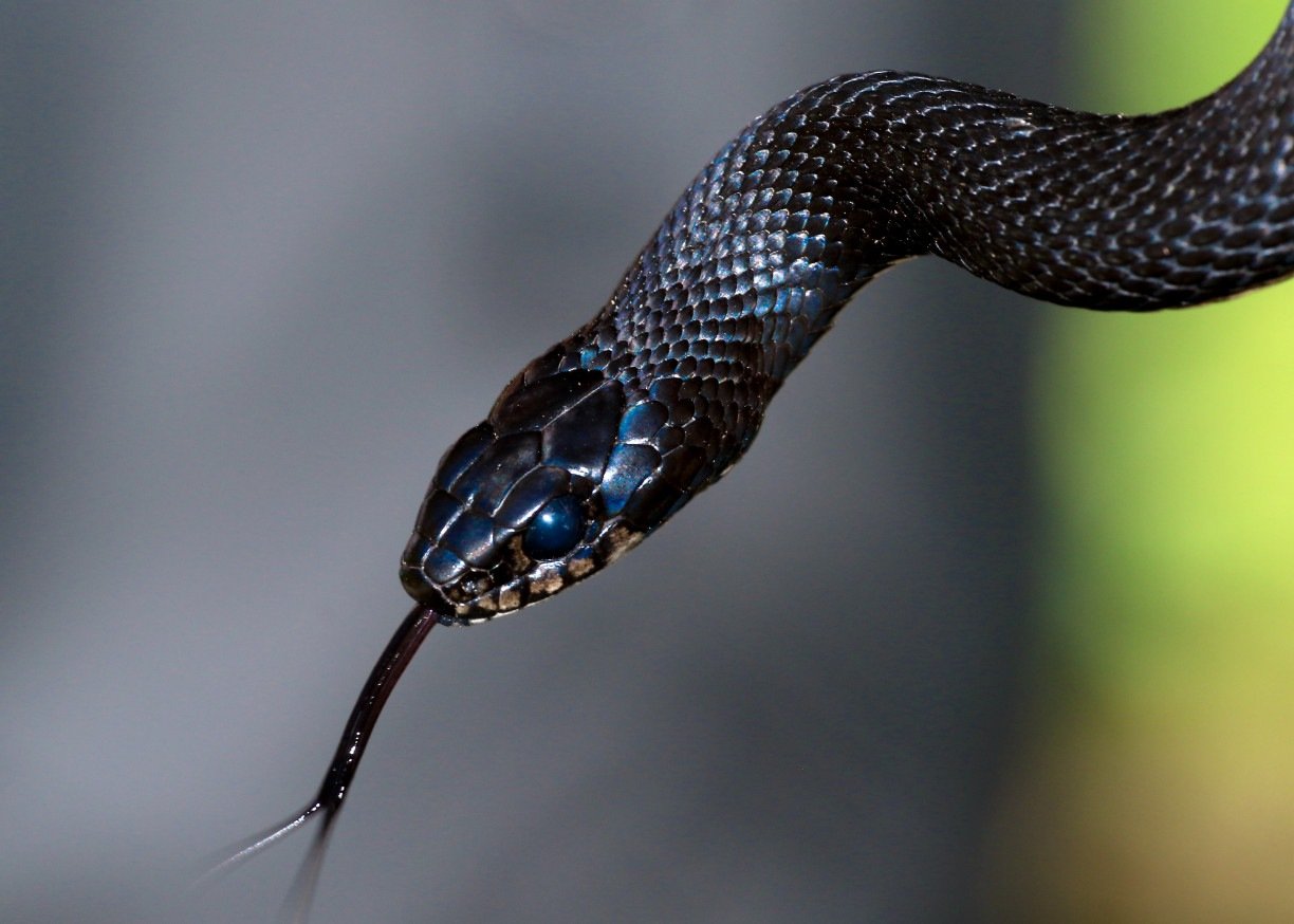 Sonhar Com Cobra - Descubra O Que Significa