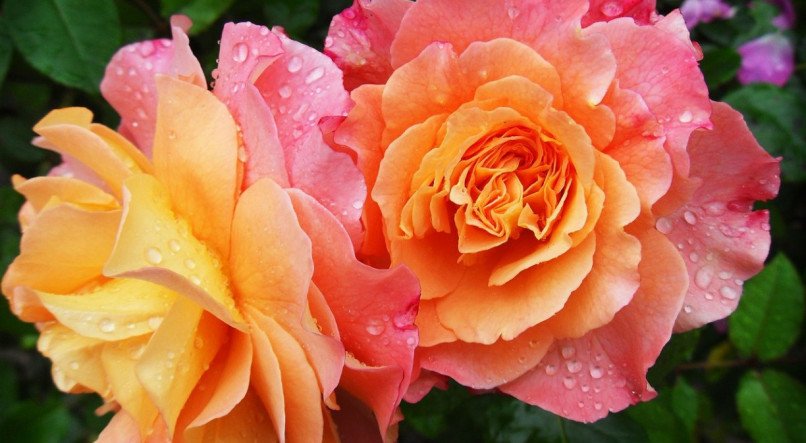 As plantas podem conter significados, segundo determinadas crenças