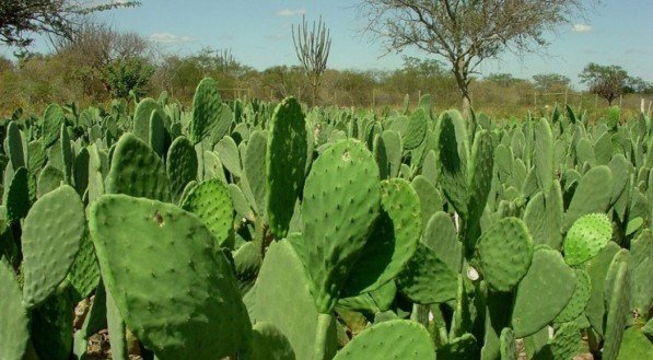 Pesquisas realizadas pela UFRPE e o IPA resultaram no desenvolvimento de cultivares mais produtivas e resistentes à cochonilha-do-carmim (a principal praga da palma)