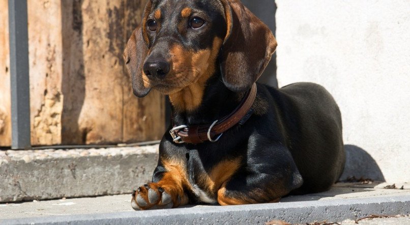 Cachorro dachshund