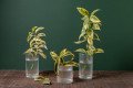 PLANTAS AQUÁTICAS