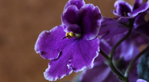 Violeta africana