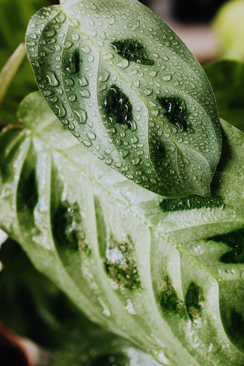 Foto de Karolina Grabowska: https://www.pexels.com/pt-br/foto/planta-verde-planta-sustentavel-folhas-verdes-goticulas-de-agua-4589337/