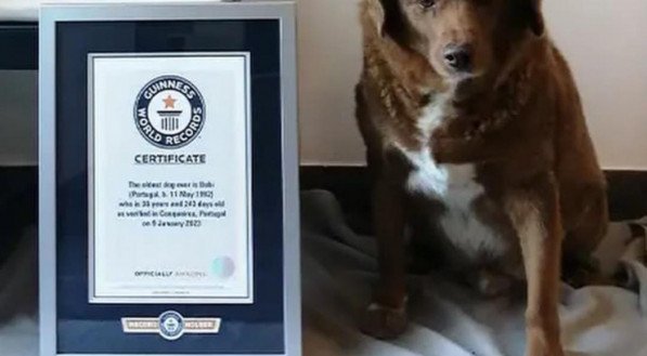 Bobi, o cão mais velho do Mundo