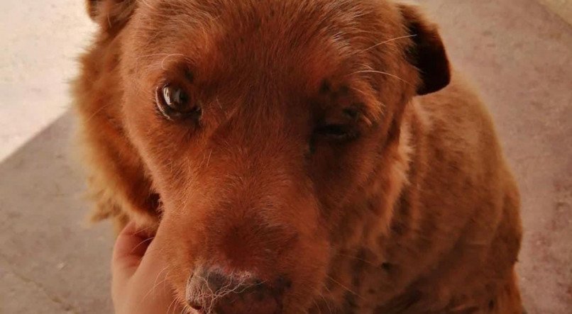 Bobi, cão mais velho do Mundo