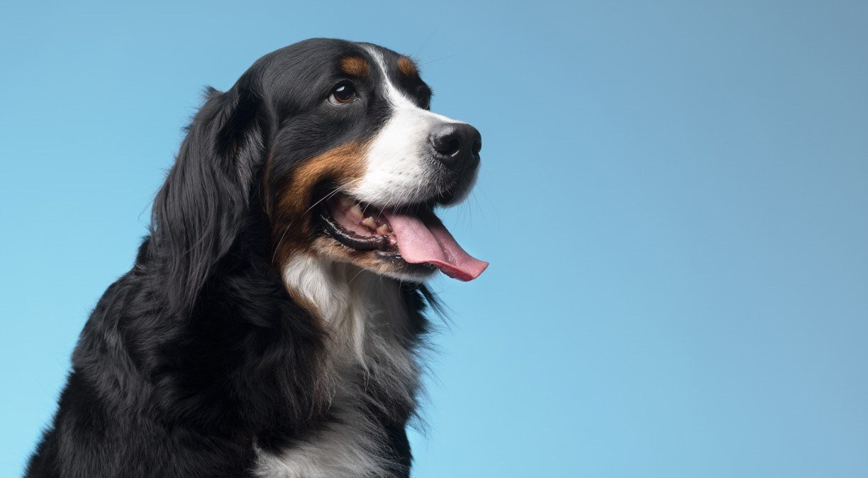 Saiba como fazer seu cachorro latir menos
