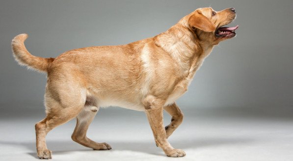 Uma forma de fortalecer o vínculo com seu cão, desenvolver suas habilidades e proporcionar uma vida mais feliz