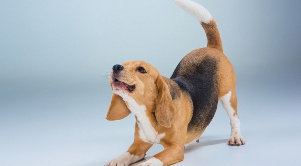 cachorro