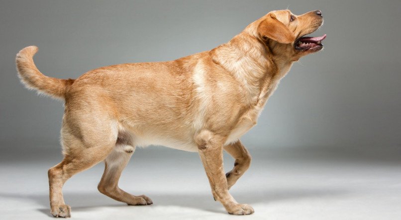 Uma forma de fortalecer o vínculo com seu cão, desenvolver suas habilidades e proporcionar uma vida mais feliz