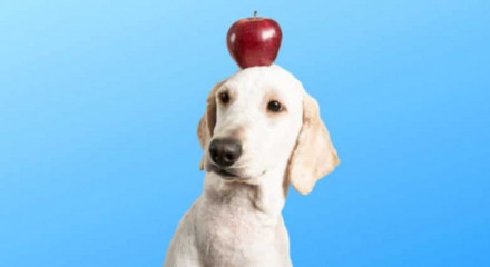 Cachorro com maçã