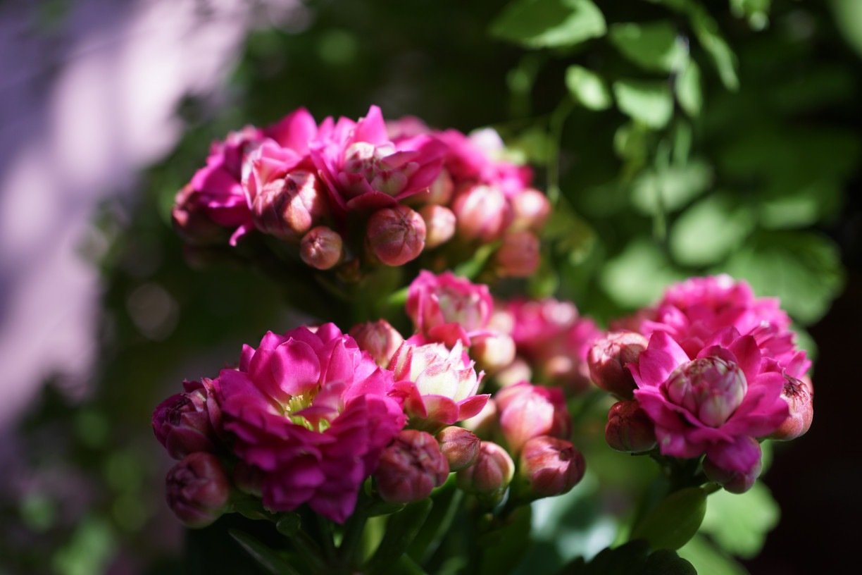 Elias Rovielo/Flickr