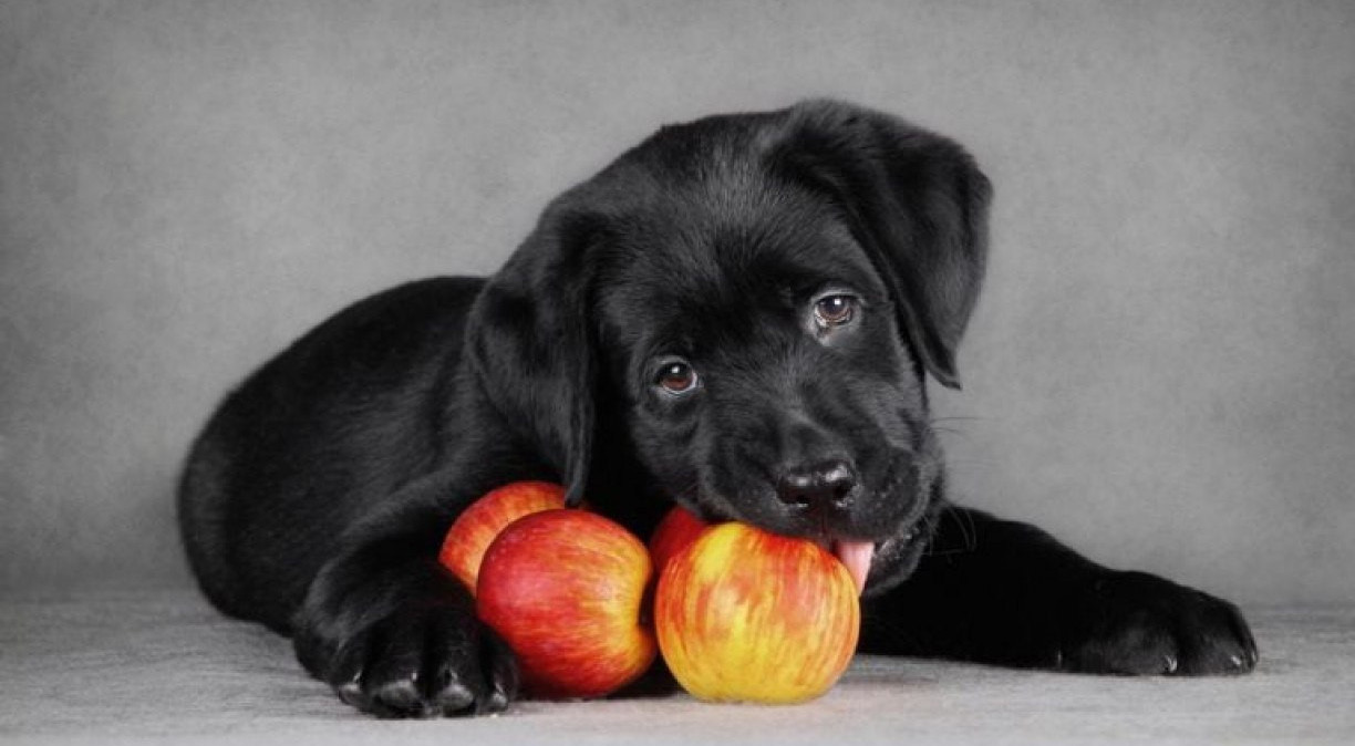 Cachorro comendo maçã