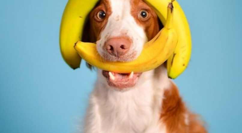 Cachorro com banana