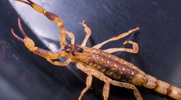 Toda picada de escorpião deve ser levada a sério, mas alguns sinais indicam a necessidade urgente de atendimento médico