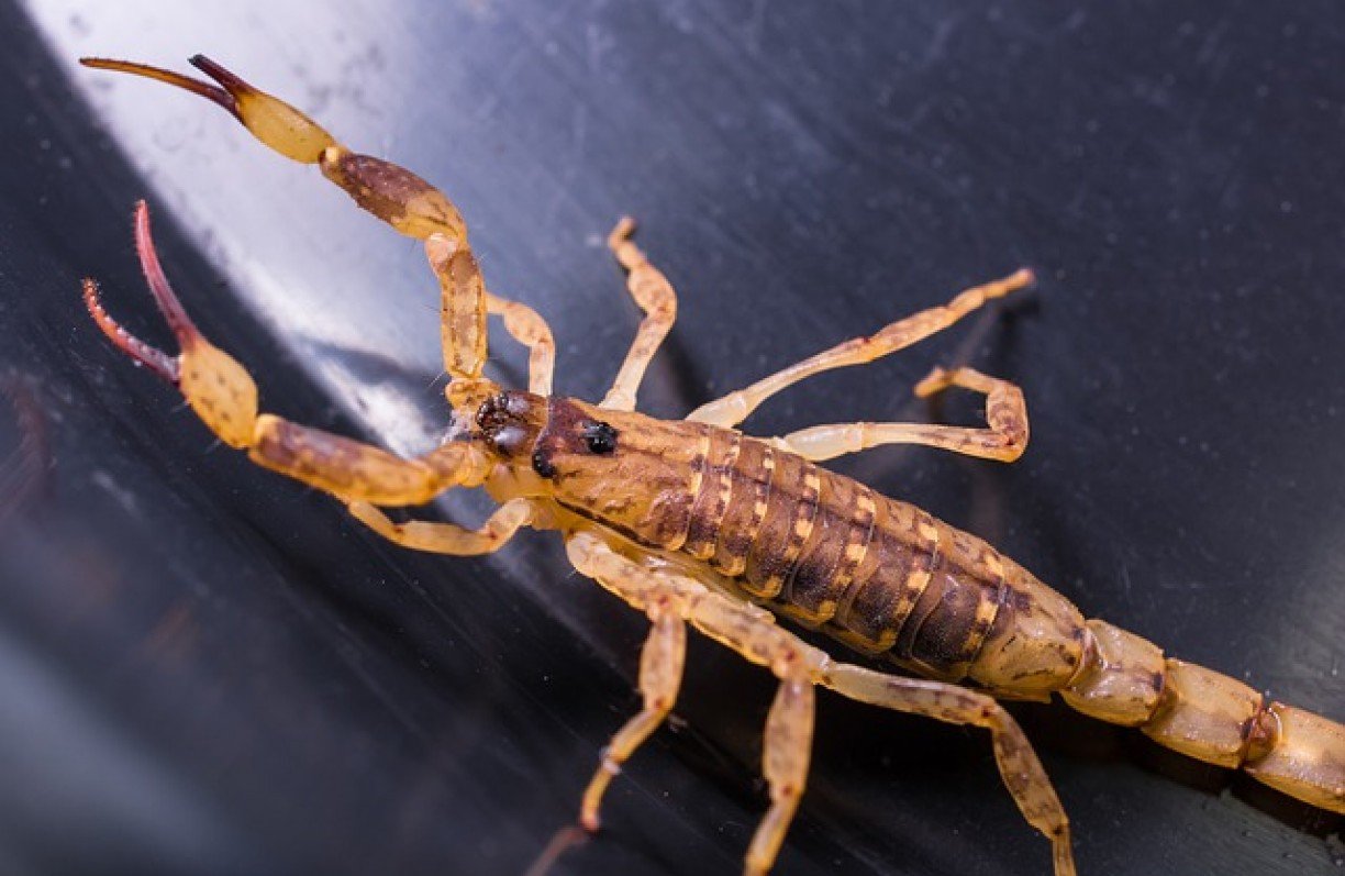 escorpiao