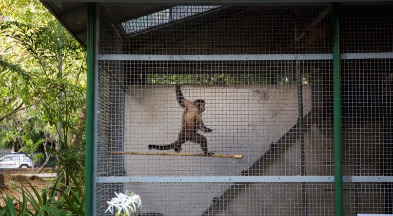 Onze primatas foram transferidos para o Centro de Triagem de Animais Silvestres (Cetras Tangará)