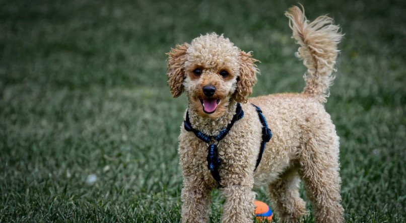 PET; CACHORRO; DOG; CÃO; POODLE; ANIMAL DE ESTIMAÇÃO