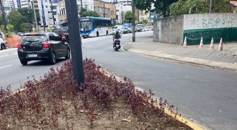 Prefeitura do Recife abandana jardim recém implantado na Encruzilhada