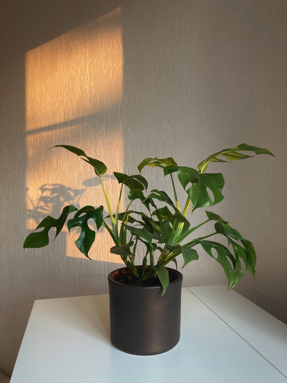 11 plantas fáceis de cuidar que precisam de pouca luz