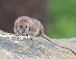 O que significa sonhar com ratos? Saiba por que esse sonho pode surgir