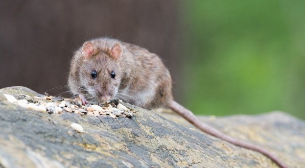 O que significa sonhar com ratos? Saiba por que esse sonho pode surgir