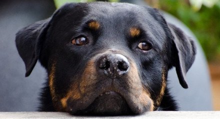 CACHORRO; CÃO; DOG; ROTTWEILER; RAÇA