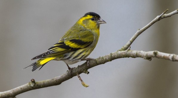 Sonhar com pássaros significa o quê?
