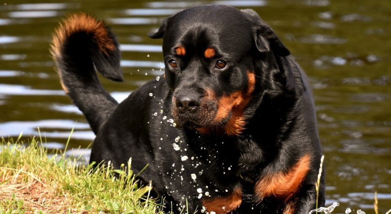 CACHORRO; CÃO; DOG; ROTTWEILER; RAÇA