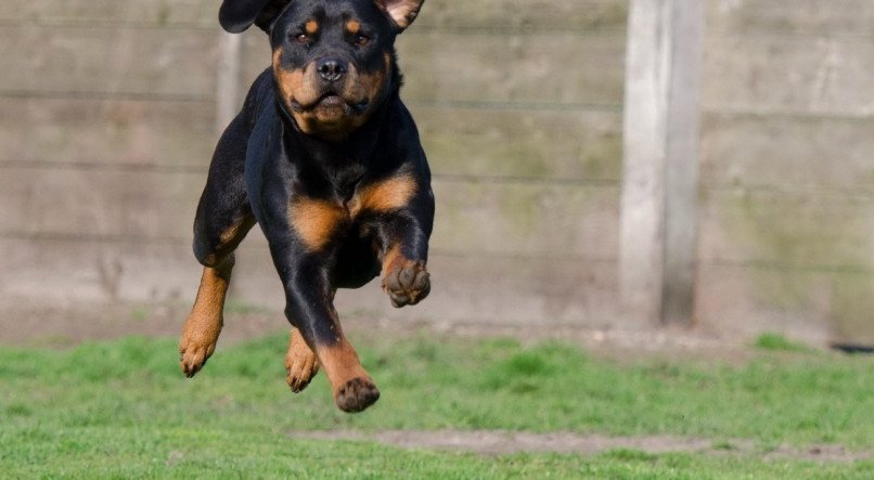 CACHORRO; CÃO; DOG; ROTTWEILER; RAÇA