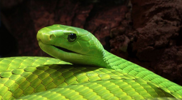 Imagem de uma Cobra-cip&oacute; verde