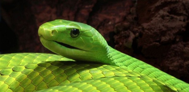 Sonhar Com Cobra Significa Traição Entenda Como Interpretar Seu Sonho 2360