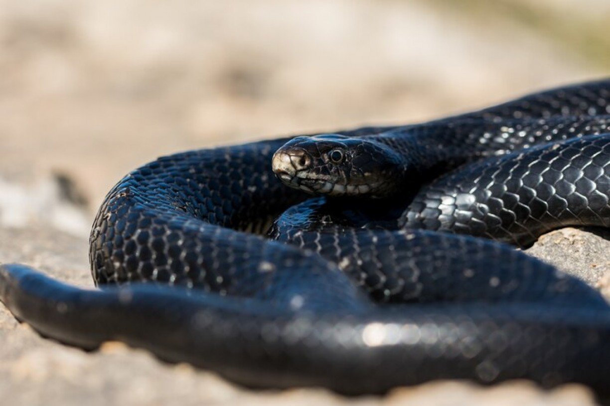 O que significa sonhar com cobra?