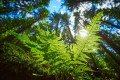 PLANTAS