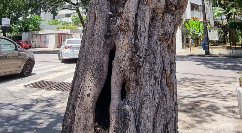 Árvore totalmente oca no Espinheiro