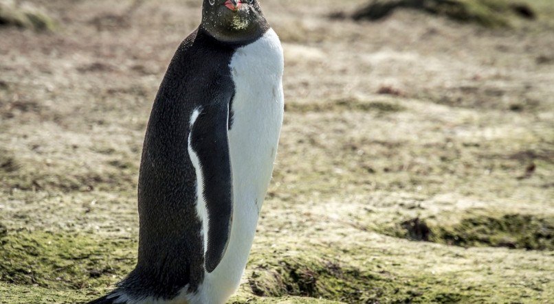 Pesquisadores acreditam que este "super pinguim" habitou o Hemisfério Sul 