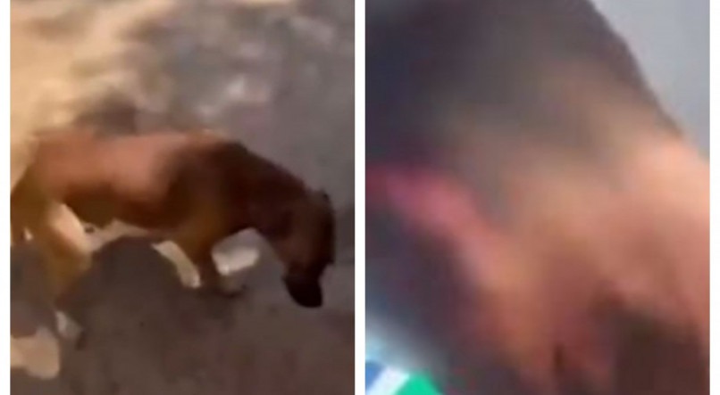 Cachorro vira-lata caramelo arranca pedaço da orelha de suspeito