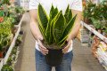 PLANTAS PENDENTES