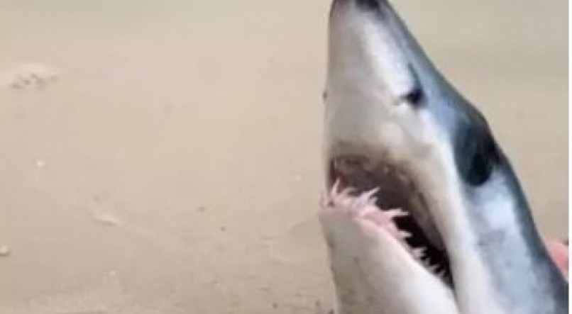 Cabeça de tubarão raro surge em praia