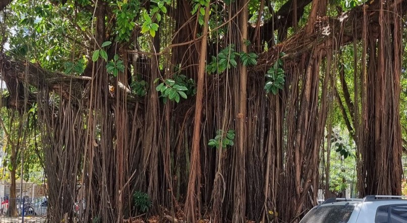 Árvores da Praça Souto Filho se transformaram em banheiro público