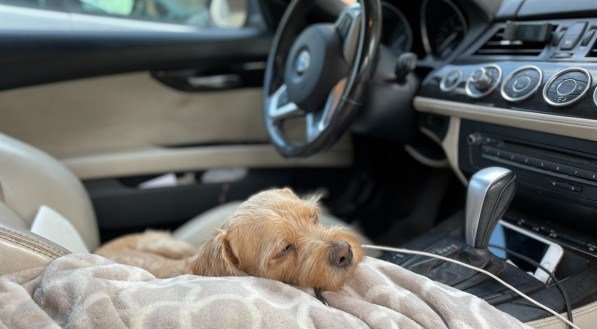 Cachorro no carro.