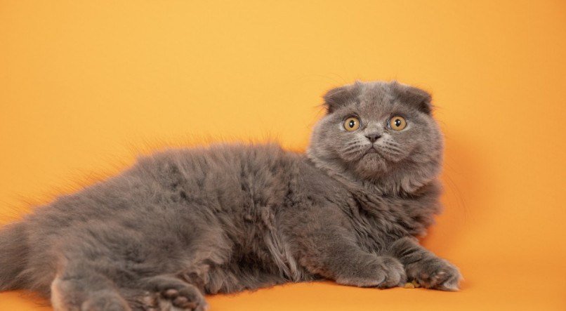 Scottish Fold; gato; pet 