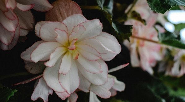 Begônia; plantas; planta