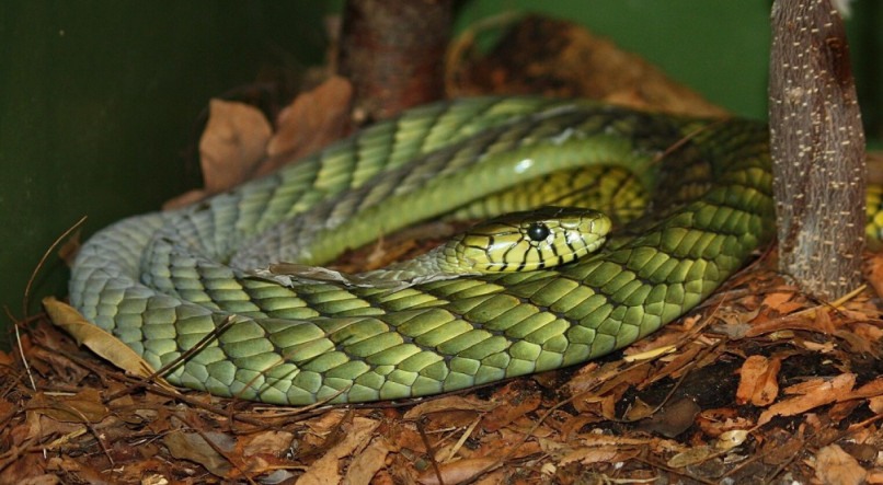 Cobra mamba verde escapou de uma casa na região de Goudenregenstraat, na Holanda